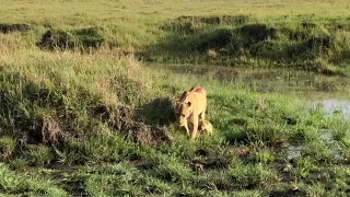 Lioness Protect Cubs - Watch to the End!