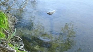 Неожиданная находка на дне озера / An unexpected find at the bottom of the lake