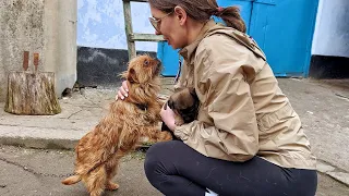 Mama Dog on Chain Begging us Not to Take her Tiny Puppy Away from her