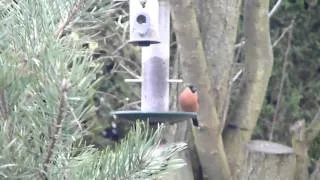 Bullfinch in my garden