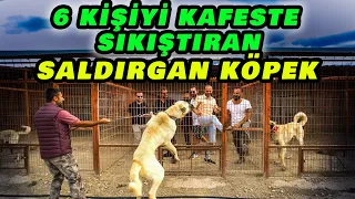 "ORİJİNAL KANGALI ÇÖPLÜKTE BULDUM!" - Akif Metin  Anadolu Kangal Çiftliği