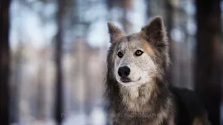 Wolfdog and Border Collie TRAILER