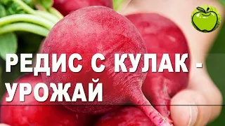 Редиска тепличная или уличная: какая вкуснее. Как вырастить отличную редиску