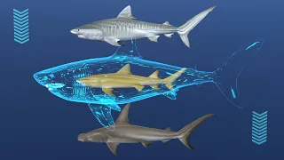 🦈 Sharks (3D match game) Types of sharks.