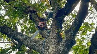Brave and Tough men… Cut Down Dangerous Huge Trembesi Tree.