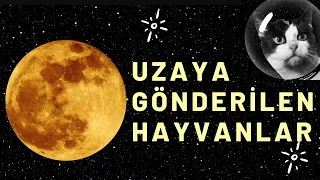 Uzaya Gönderilen Hayvanları Hiç Merak Ettiniz mi ?