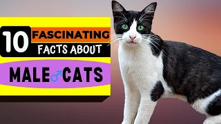 10 Fascinating Facts about Male Cats