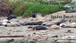 Point Reyes National Seashore~ Elephant Seals on Drakes Beach ~A walk on the beach with a ranger
