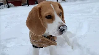 Cute beagle surprised by snow