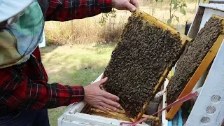 Bee family transplant | Wintering two families in one hive