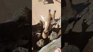those giraffes do got sum clean ass cuts tho.. 🙊