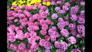 Прекрасные тюльпаны Кёкенхофа: больше 60 сортов