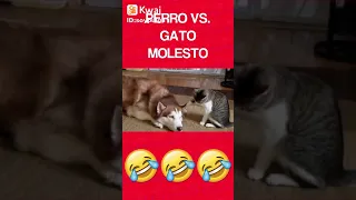 Perro VS Gato molesto