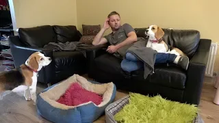 How Relaxing With Beagle Dogs Looks Like - Dogs Want Attention