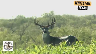 Jeff Foxworthy Takes a Monster Whitetail in South Texas