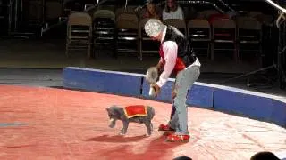 Dog used in performance by Circus Gatti.