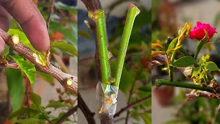 Simple But Unique way For Growing Rose flower in bougainvillea tree By Gafting