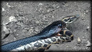 Indigo Snake Eats Python 01 - Snake Cannibalism