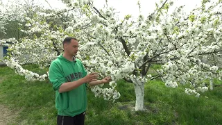 НЕ ПРОПУСТИТЕ САМУЮ ВАЖНУЮ ПОДКОРМКУ ЧЕРЕШНИ!