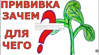 КАК ПРИВИВАТЬ ТЫКВЕННЫЕ? ЗАЧЕМ? ПОЧЕМУ?  ЦЕЛЬ???