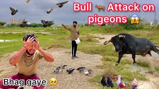 Kabutr per humla hogya 😳 ( Bull 🦏 attacks on pigeons 😭)