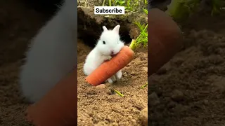 cute rabbit #rabbit  #cute #shorts #trending #funnyrabbit