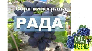 Сорт винограда РАДА