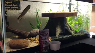 Super Aggressive Predator Fish. What I Feed My Red Spot Wolf Fish & The 40 Gallon Tank Set Up