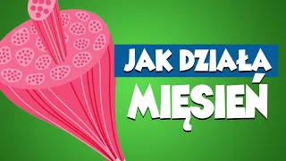 Jak działa człowiek JUNIOR #MIĘŚNIE (tłumaczenie PJM)