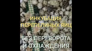 Инкубация перепелиных яиц без переворота.