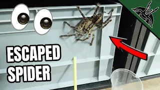 When HUGE TARANTULA ESCAPES!