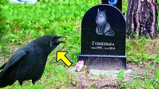 Diese Krähe kam zur Beerdigung seines besten Freundes. Was dann geschah, brach allen das Herz