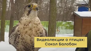 Видеолекции о птицах: Сокол Балобан