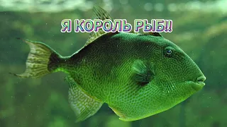 КОРОЛЬ РЫБ ВОЗВРАРАЩАЕТСЯ В FEED AND GROW!!!