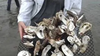 Oyster Reef Restoration: The American Southeast