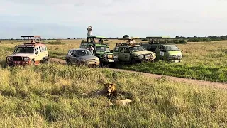 Spotting 📸 the Lions 🦁