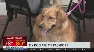 Boston couple's dog eats groom-to-be's passport ahead of Italy wedding