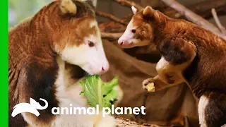 Keepers Hope These Shy Tree Kangaroos Will Have A Baby | The Zoo: San Diego