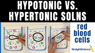 Hypotonic Hypertonic and Isotonic Solutions - What happens to a red blood cell?