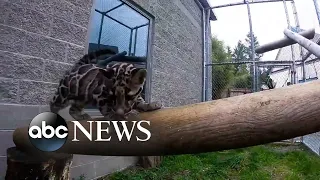 Zookeepers play with clouded leopard cub