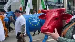 European dairy farmers wheel plaster cows through Brussels to demand 'fair' milk prices