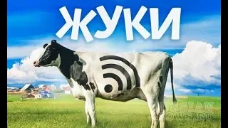 🛑🛑🛑ТРЕЙЛЕР 2019 "ЖУКИ"