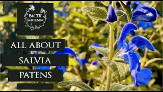 All about Salvia Patens. Mexican Sage. True blue flowers. Planting sage. Baltic Gardening