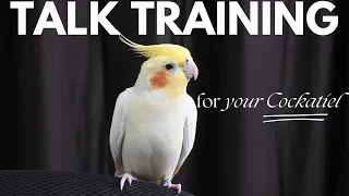 How To Teach Cockatiel To Talk In Hindi | Cockatiel Talk Training Tips | Ayush Singh