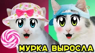 КОШКА МУРКА ВЫРОСЛА! СМЕШНОЙ КОТ МАЛЫШ и КОШКА МУРКА - СМЕШНЫЕ КОТЫ! 3 СМЕШНЫХ КОТА И КРОЛИК БАФФИ