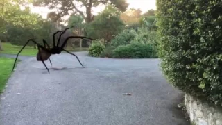 Spider Attack (Action Movie FX)