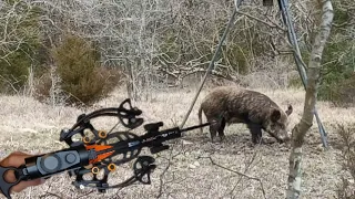 Boar Hog vs Mini Striker Reverse Pistol Crossbow
