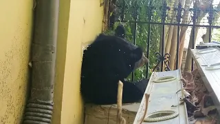 VIDEO | Black bear squeezes out of North Carolina house vent