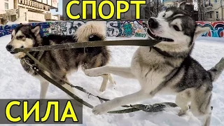 Хаски против Маламута gopro hero 4 husky against malamute