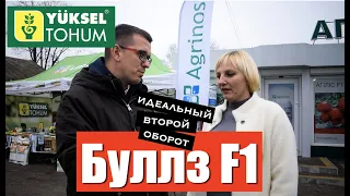 Отзыв про Буллз F1. Красный томат для второго оборота.